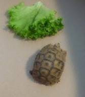 trotue_et_salade.jpg